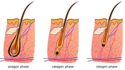 hair follicle phases of growth
