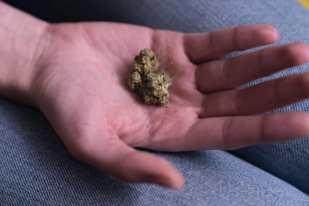 person holding cannabis buds